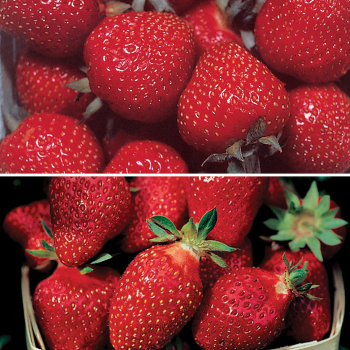 Everbearer Strawberry Collection Everbearer Strawberry Collection