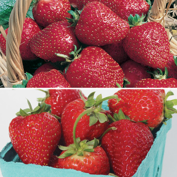 Strawberry Special (50 Plants) Strawberry Special (50 Plants)