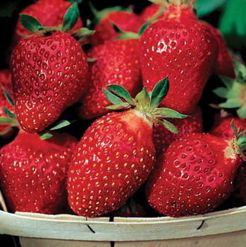 Strawberry, Everbearing, Fort Laramie (Package of 25) Strawberry, Everbearing, Fort Laramie (Package of 25)