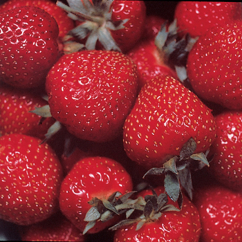 Strawberry, Everbearing, Ozark Beauty (Package of 25)