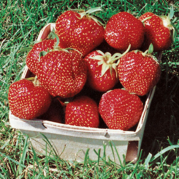 Ozark Beauty Strawberry