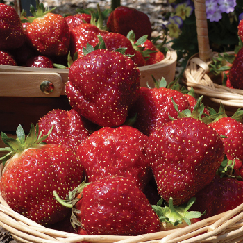 Strawberry, June Bearing, Cabot, 25 plants