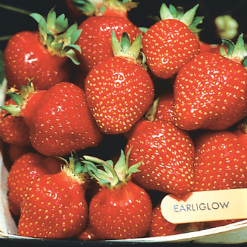 Strawberry, June Bearing, Earliglow (Package of 25) Strawberry, June Bearing, Earliglow (Package of 25)