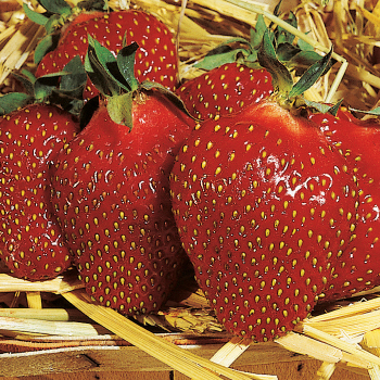 Strawberry, June Bearing, Honeoye (Package of 25) Strawberry, June Bearing, Honeoye (Package of 25)