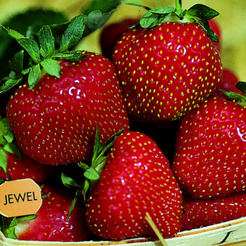 Strawberry, June Bearing, Jewel (Package of 25) Strawberry, June Bearing, Jewel (Package of 25)
