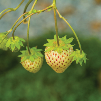 Strawberry, White Pine, 1 plant Strawberry, White Pine, 1 plant