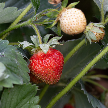 Strawberry, June Bearing, Ac Wendy
