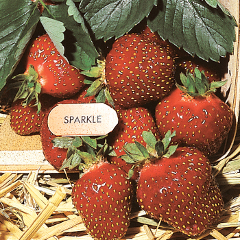 Strawberry, June Bearing, Sparkle (Package of 25) Strawberry, June Bearing, Sparkle (Package of 25)