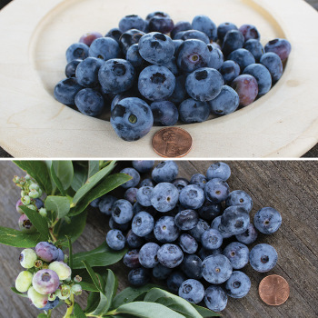Blueberry Pollinator Special Blueberry Pollinator Special