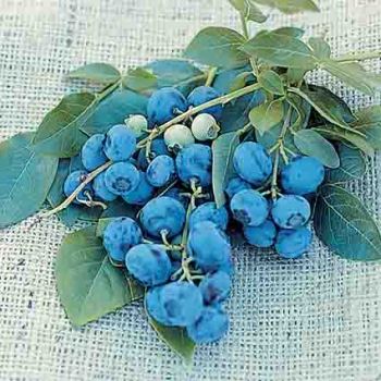 Early Blueray Blueberry