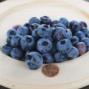 Blueberry, Blueray Blueberry, Blueray