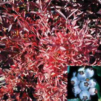Burgundy Blueberry