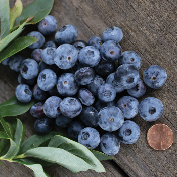 Blueberry, Patriot Blueberry, Patriot