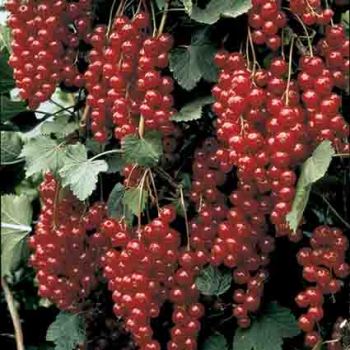 Rovada Red Currant