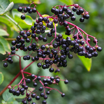 Elderberry, Pollinator Offer - 2 Each Of 2 Varieties