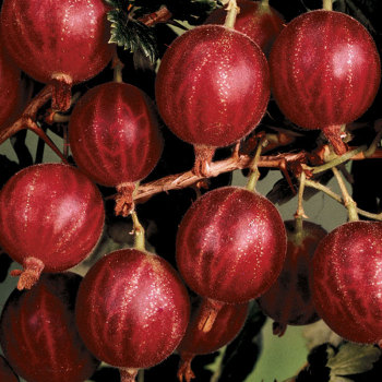 Hinnomaki Red™ Gooseberries