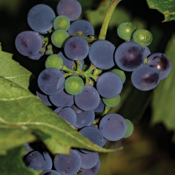 Grape, Concord Grape, Concord