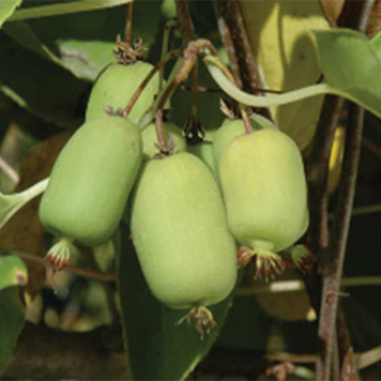 Kiwi, Michigan State Hardy Kiwi, Michigan State Hardy