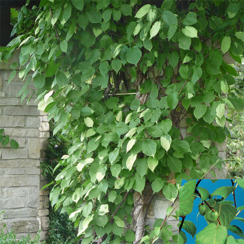 Kiwi, Ornamental Male Hardy Kiwi, Ornamental Male Hardy