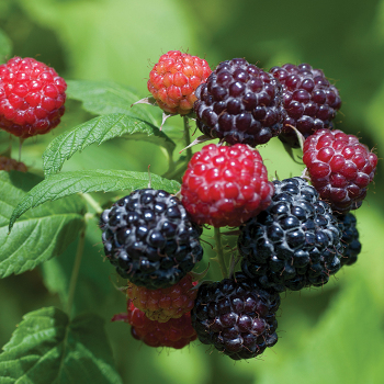 Raspberry, Jewel Black Raspberry, Jewel Black