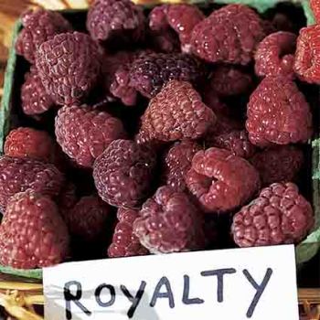 Royalty Purple Red Raspberry