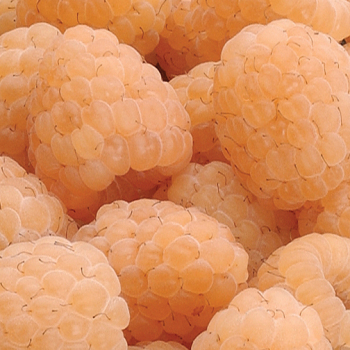 Raspberry, Fall Bearing, Anne Raspberry, Fall Bearing, Anne