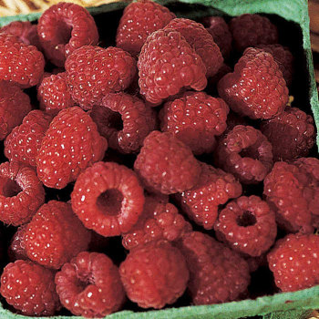Raspberry, Summer Bearing, Boyne Raspberry, Summer Bearing, Boyne