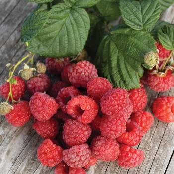 Raspberry, Summer Bearing, Latham Raspberry, Summer Bearing, Latham