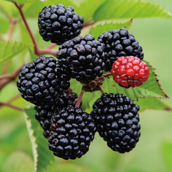 Blackberry, Prime Ark&reg; Freedom