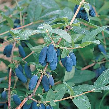 Honeyberry, Blue Velvet™ Honeyberry, Blue Velvet™