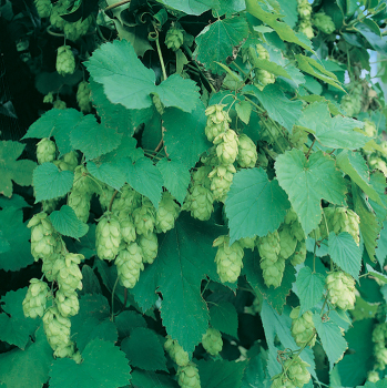 Hops, Cascade Hops, Cascade