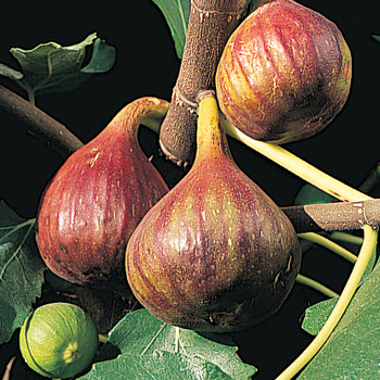 Fig, Vern's Brown Turkey