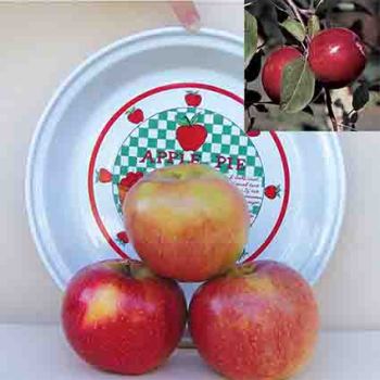 Semi Dwarf Apple Tree Sale - 1 Each Of 2 Varieties