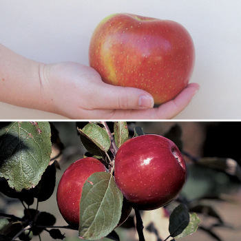 The Big Apple Tree Sale - 1 Each Of 2 Varieties The Big Apple Tree Sale - 1 Each Of 2 Varieties