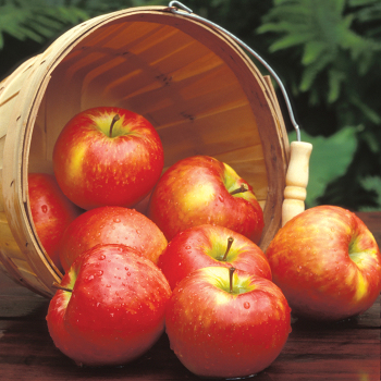 Apple, Semi Dwarf, Honeycrisp™ Apple, Semi Dwarf, Honeycrisp™