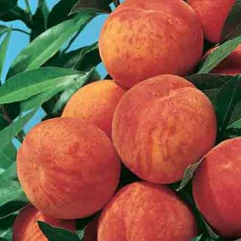 Reliance Peach