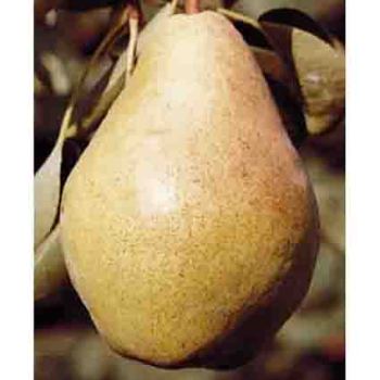 Bartlett (Dwarf) Pear