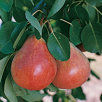 Dwarf Ubileen Pear Tree
