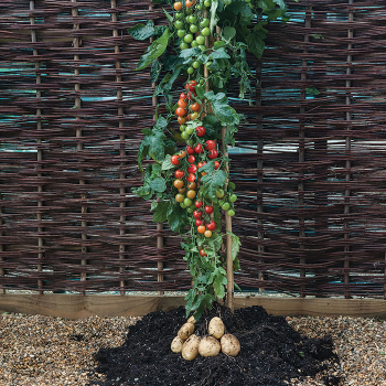 Ketchup 'n' Fries™ Grafted Plant