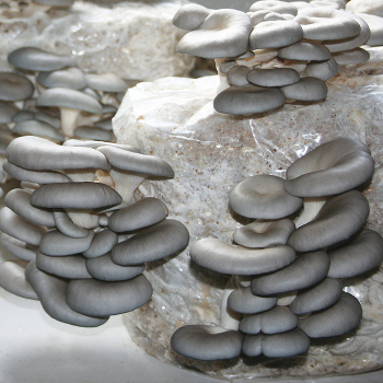 Oyster Table Top Mushroom Kit
