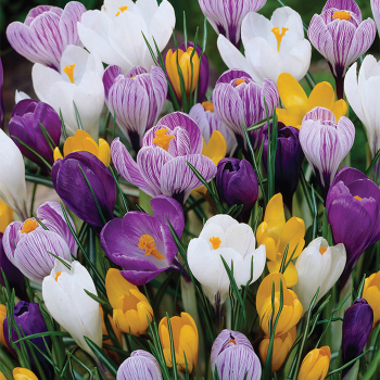 Crocus, Large-Flowering Dutch Mix, 24 Pack Crocus, Large-Flowering Dutch Mix, 24 Pack