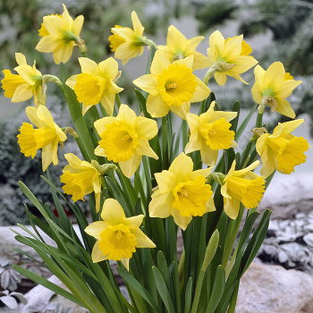 Daffodil, Rijnveld's Early Sensation, Pack of 6 Daffodil, Rijnveld's Early Sensation, Pack of 6