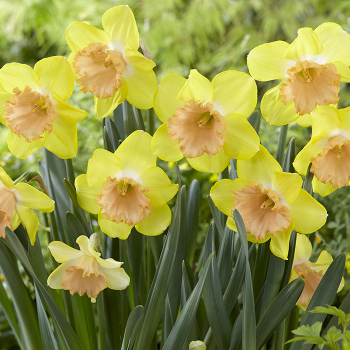 Daffodil, Color Run, Pack of 6 Daffodil, Color Run, Pack of 6