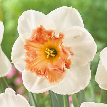 Daffodil, Precocious, Pack of 6 Daffodil, Precocious, Pack of 6