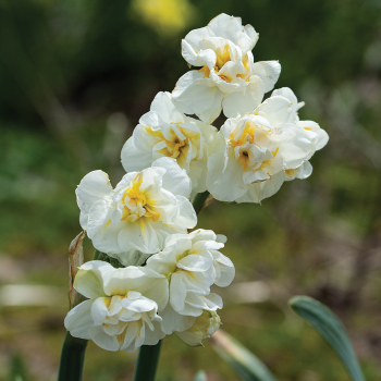 Daffodil, Cheerfulness, Pack of 6 Daffodil, Cheerfulness, Pack of 6