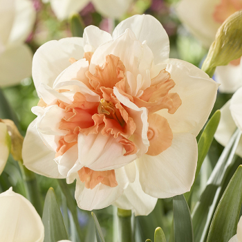 Daffodil, My Story, Pack of 6 Daffodil, My Story, Pack of 6