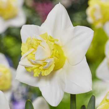 Daffodil, Popeye, Pack of 6 Daffodil, Popeye, Pack of 6