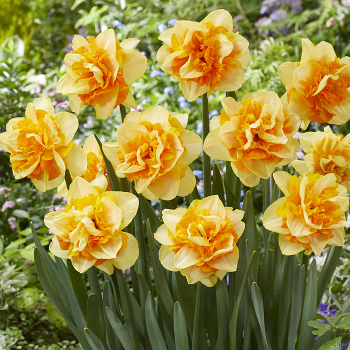 Daffodil, Sun Catchers, Pack of 6 Daffodil, Sun Catchers, Pack of 6