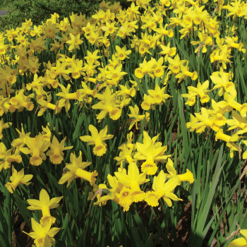 Daffodil, February Gold, Pack of 6 Daffodil, February Gold, Pack of 6