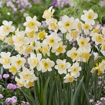 Daffodil, Cosmopolitan, Pack of 6 Daffodil, Cosmopolitan, Pack of 6